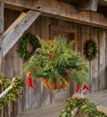 Hanging Basket